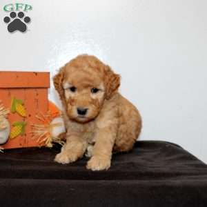 Piper, Mini Goldendoodle Puppy